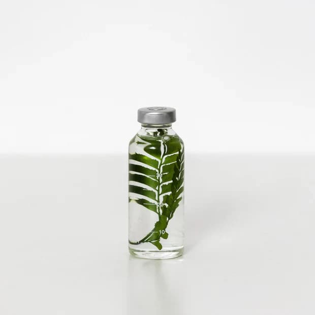 Plante immergée - Rumohra Adiantiformis - 30ml - FLEURS & PLANTES