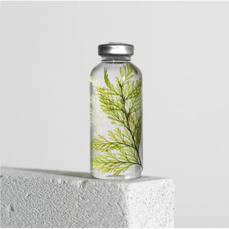 Plante immergée - Tabaria fern - 30ml - FLEURS & PLANTES