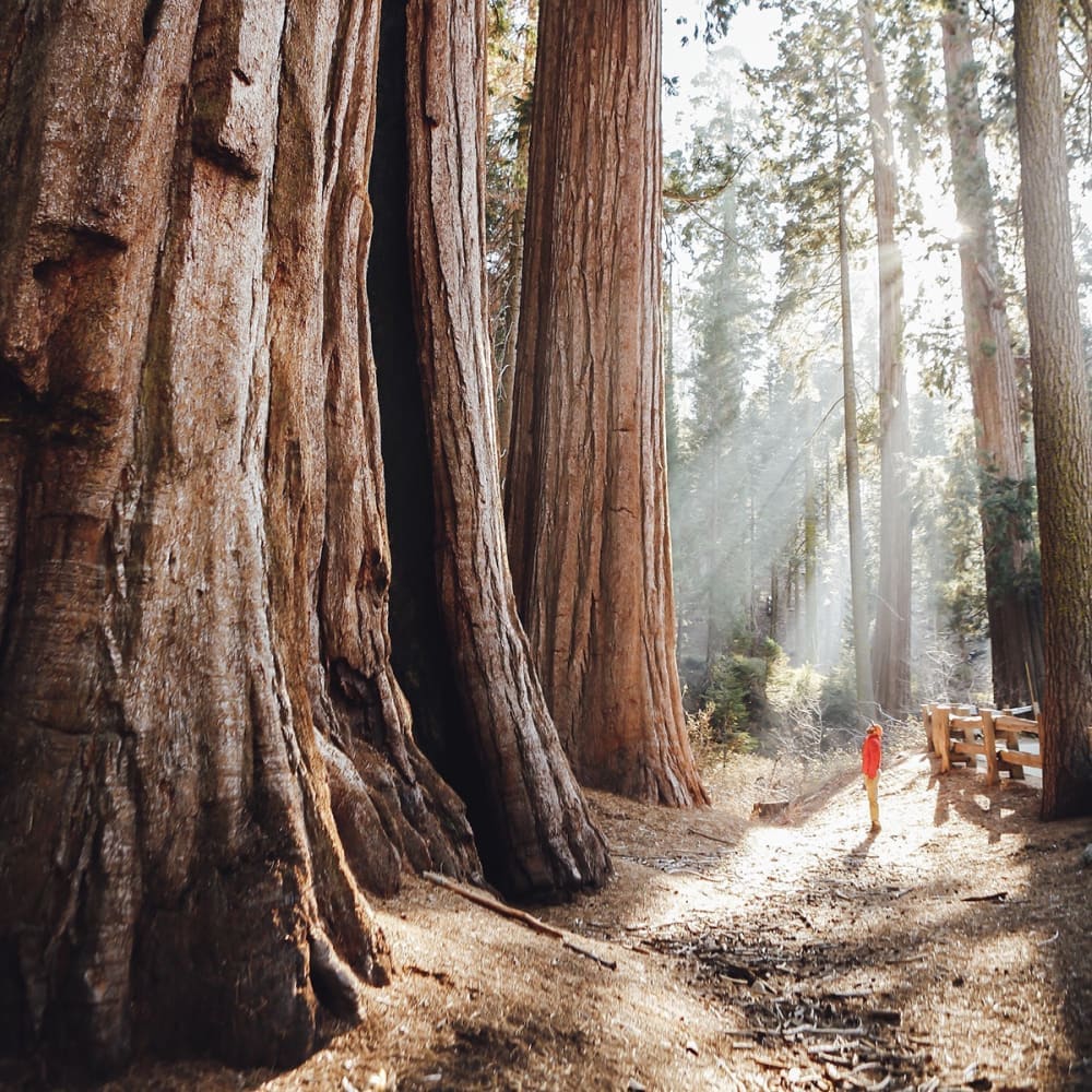 The hidden tracks - Book