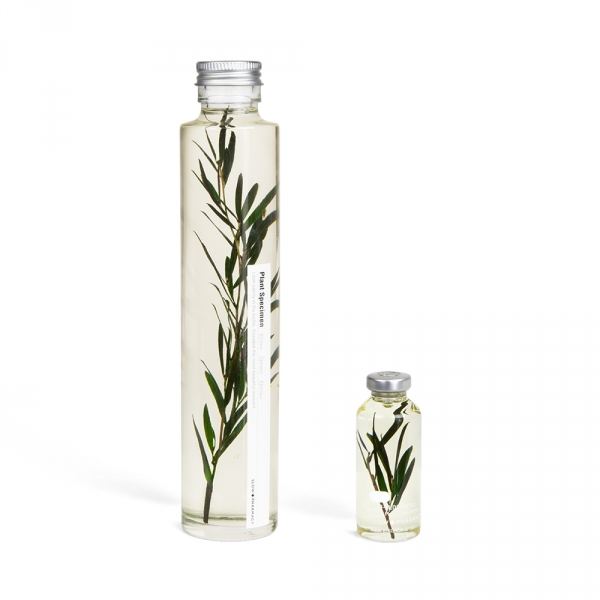 Bottle plant - Melaleuca alternifolia