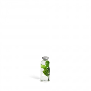 Bottle plant - Buxus microphylla