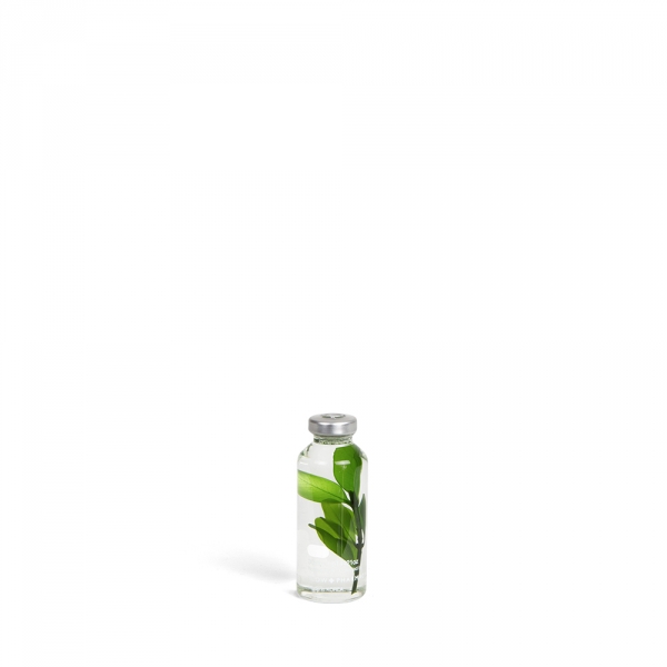 Bottle plant - Petit