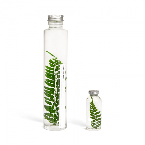 Bottle plant - Rumohra Adiantiformis