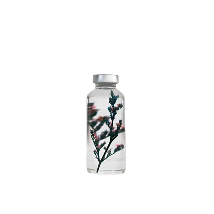 Plante immergée - Limonium tetragonum - 30ml - FLEURS & PLANTES